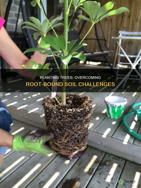 Image result for Planting a Root Bound Tree