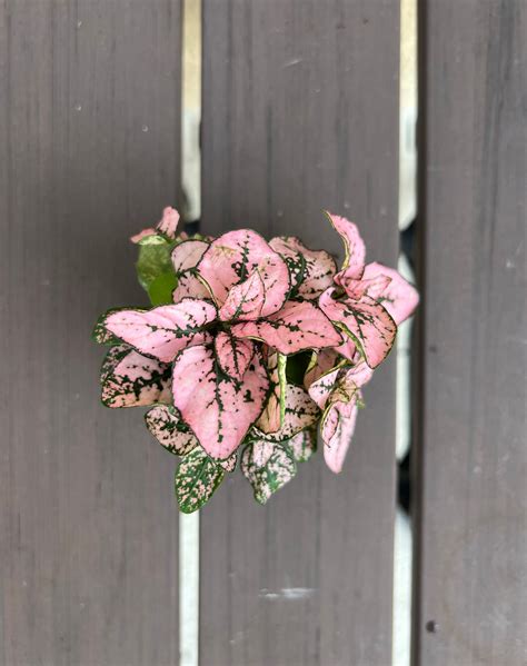 Hypoestes Pink polka Dot Plant Starter Plant ALL Starter - Etsy