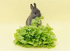 Image result for Rabbit Care Line