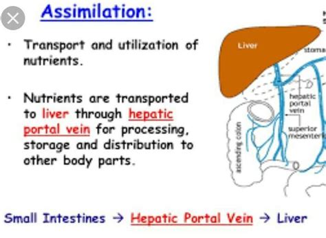 define assimilation - Brainly.in