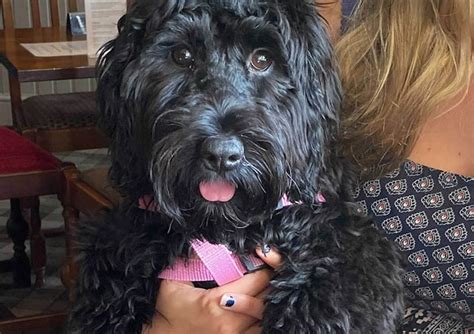 Cockapoo Dogs Adult Sizes 的图像结果