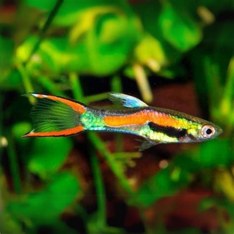 Endler Guppy Fish – cloningaquapets