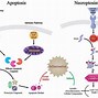 Image result for Apoptotic