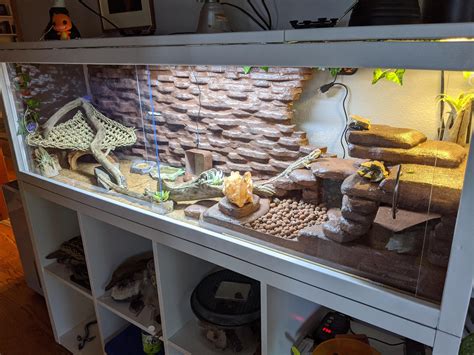 Diy Bearded Dragon Cages