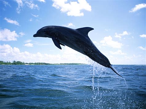 为什么鲸鱼海豚等海洋类哺乳动物的尾鳍是横向的，而大部分鱼类的尾鳍是纵向的？ - 知乎