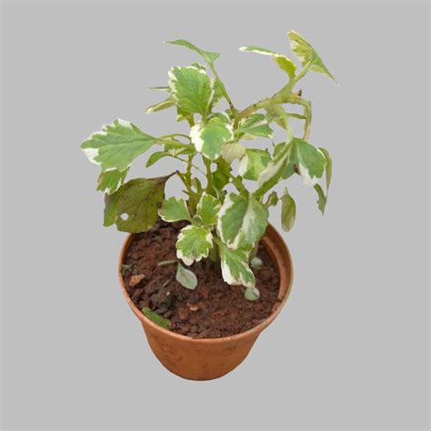 Plectranthus coleoides 'Variegata' Plant