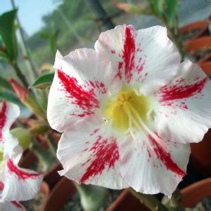 VibeX ® RXI-141 Mixed Color Adenium Obesum Seeds Seed Price in India ...