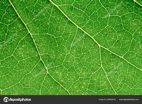 Green leaves background. Leaf texture Stock Photo by ©BravissimoS 268504432