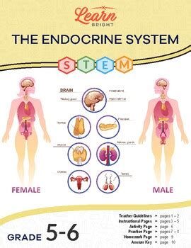 Image result for Endocrine System Lesson