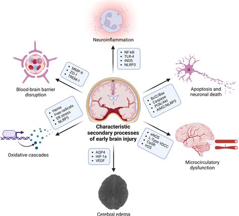Early Brain Injury After Subarachnoid Hemorrhage: Incidence and Mechanisms | Stroke