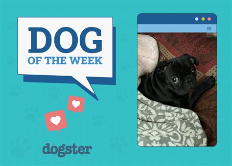 What Breed of Dog Is Nana From Peter Pan? Dog Breed Exposed – Dogster