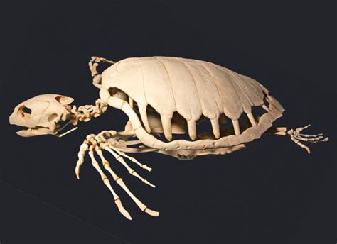 Image result for Turtle without a Shell