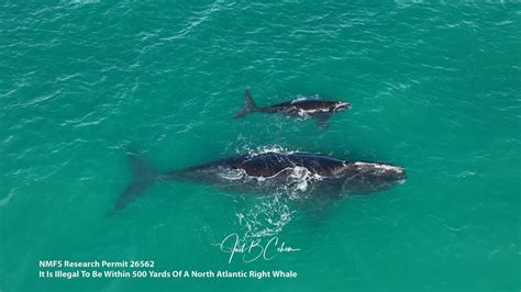 North Atlantic Right Whale Presentation & Optional Volunteer Training ...