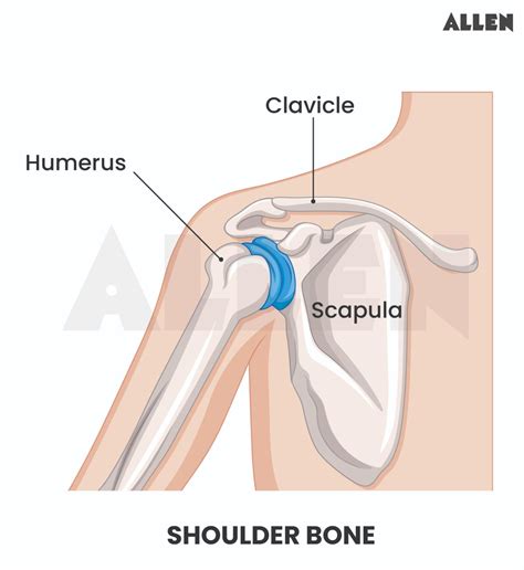 Body Movements - Class 6 Chapter 5 CBSE Notes