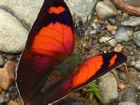 900+ Art, Butterflies and Insects ideas | insects, beautiful ...