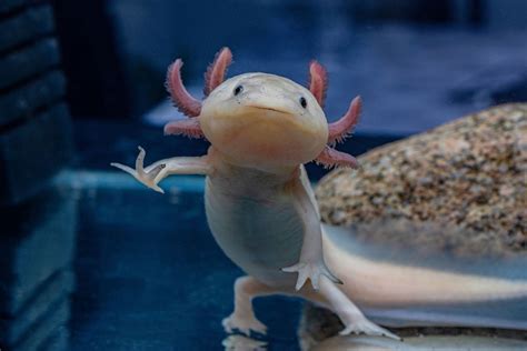 20 animals with superpowers