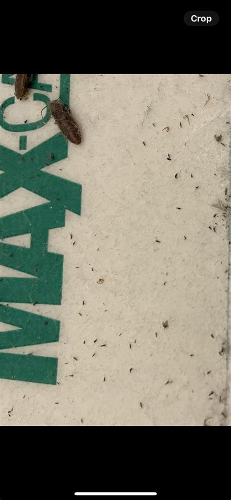 Image result for Spring Tails Fast