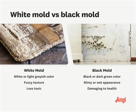 White Mold vs. Black Mold: What’s the Difference?