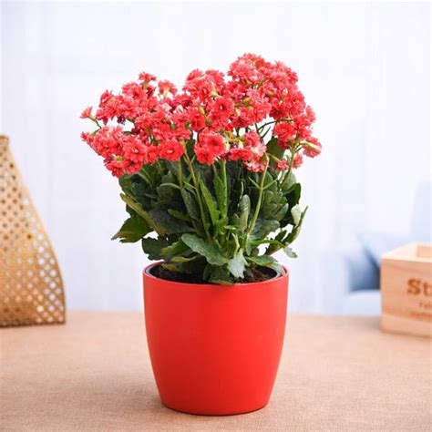 Buy Kalanchoe Plants online from Nurserylive at lowest price.