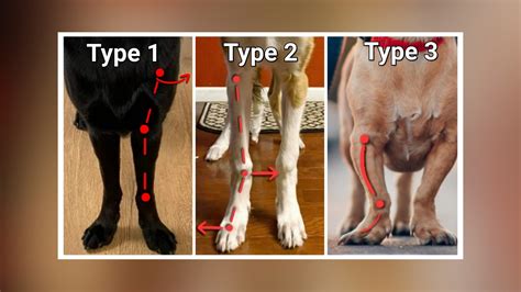 Downed pasterns or damaged front legs | German Shepherds Forum