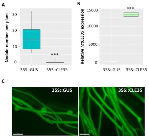 Nitrate-Induced CLE Peptide Systemically Inhibits Nodulation in ...