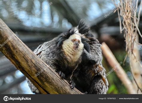 Small Black And White Monkeys