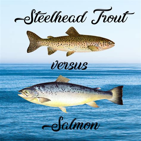 Steelhead Trout Vs. Salmon: Differences and Similarities - Tastylicious