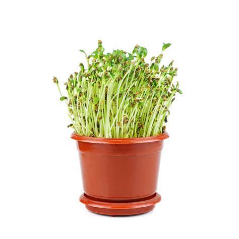 Fenugreek Seeds (Methi) – Ugaoo