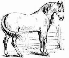 ausmalbilder drucken pferde pin gubik auf horses ausmalbilder pferde ausmalbilder drucken pferde pin gubik auf horses ausmalbilder pferde