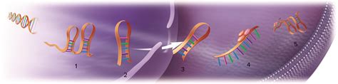Image result for microRNA Design