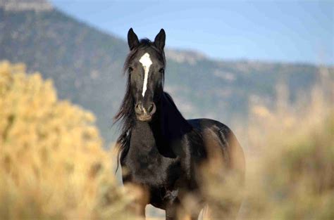 Black Mustang Horse