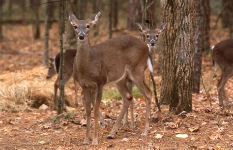 12 Notable Oklahoma's Diverse Wildlife Animals - Pets Hyme