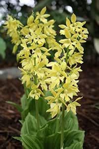 Siddhi Vinayak Gallery® Rajanigandha Tuberose Super Big Size Healthy ...