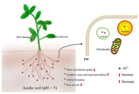 Recent Advances in Understanding Mechanisms of Plant Tolerance and ...