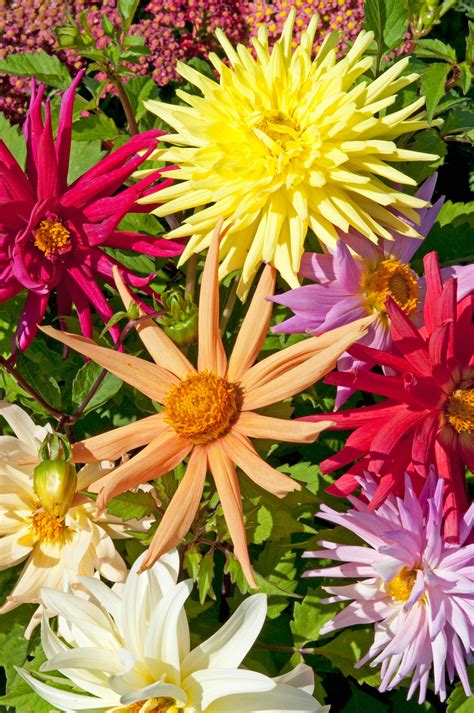 Dahlia Seeds – Mixed Cactus Hybrids - Shaw Green Dahlias 🇬🇧 UK Trusted Company