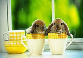 Image result for Cartoon Cute Baby Bunnies