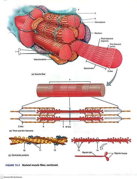 Image result for Skeletal Muscle Fiber Types