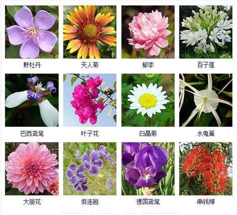 观花植物年底大盘点！近500种花卉等你来收藏！ - 每日头条