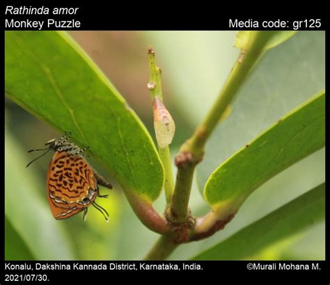 Rathinda amor | Butterfly