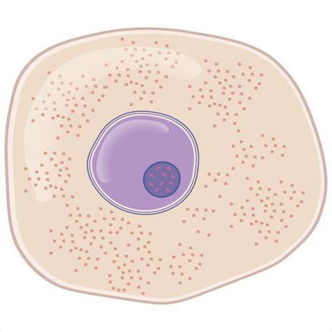 Image result for Cell Structure Microscope