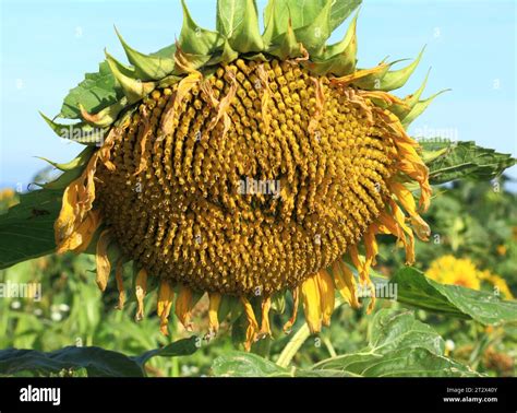 Sunflower, seed head, sunflowers, oil Stock Photo - Alamy