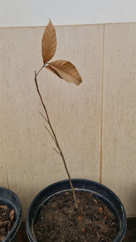 Creative Farmer Langsat Lanzones Or Longkong Exotic Fruit Plant ...