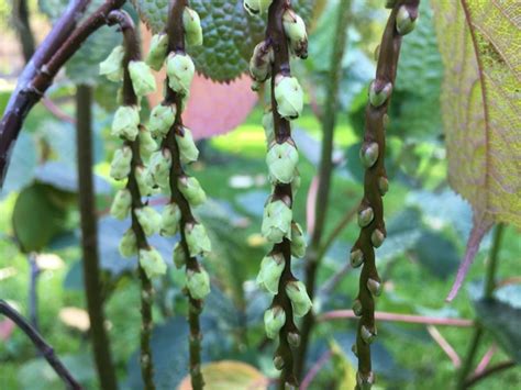 Stachyurus retusus | Botanical Garden - Natural History Museum ...