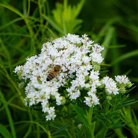 21 Kentucky Native Flowers That Attract and Support Pollinators