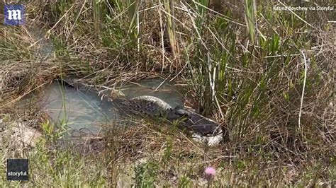 Image result for Crocodile Exploding