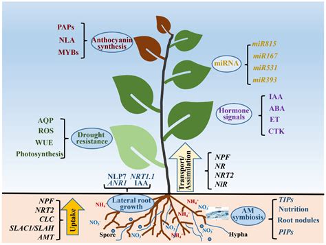 The Utilization and Roles of Nitrogen in Plants