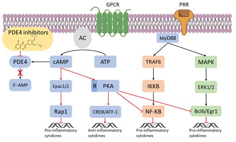 An Overview of PDE4 Inhibitors in Clinical Trials | Encyclopedia MDPI