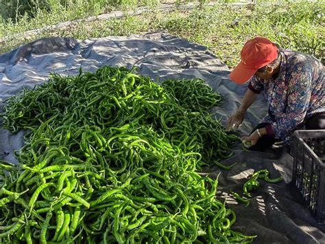 一场蔬菜批发市场里的辣椒种收博弈|收购_新浪新闻