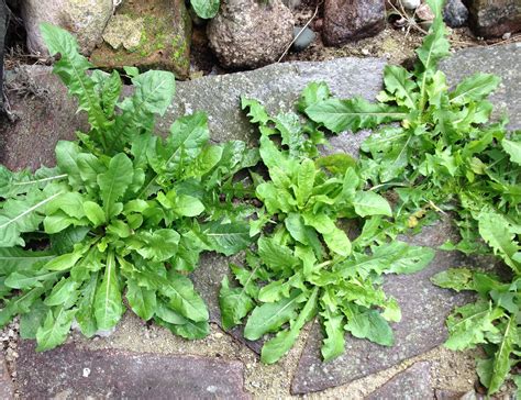 Common Garden Weed Identification: Pictures and Descriptions | The Old ...