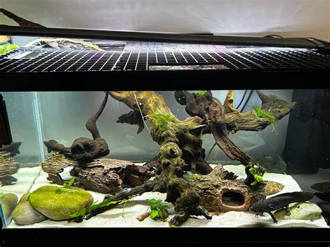 200 days ago today I asked if I should add sand, and I am SO glad I did! : r/axolotls